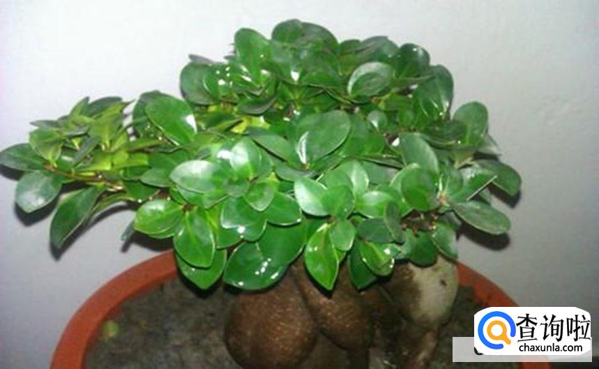 爱心榕树怎么养护合适