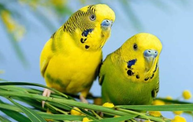 虎皮鹦鹉怎么养