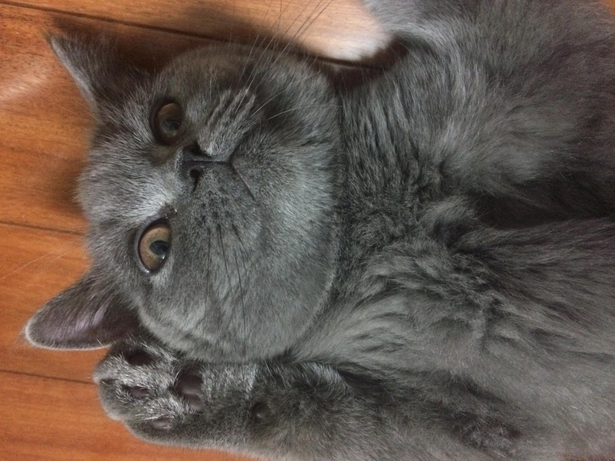 被猫咬了怎么办