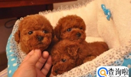 如何挑选泰迪幼犬 狗市怎么挑选泰迪犬