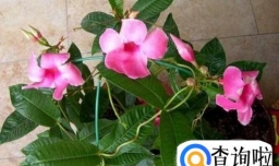 飘香藤冬天怎么养