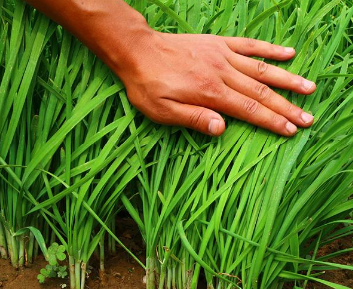 韭菜老了怎么处理