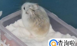 怎样饲养仓鼠---如何洗澡、清洁小宠