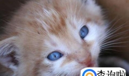 刚买回一只小猫一直叫怎么回事？要怎么弄？