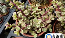 雅乐之舞粉色如何保持