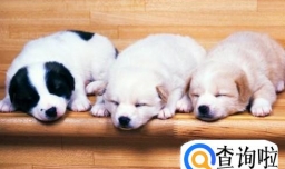 日常生活中狗狗最讨厌铲屎官做的七件事是什么？