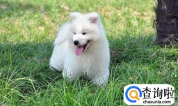 萨摩耶为什么吃草，哪些植物萨摩耶不能吃