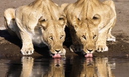 动物直接喝浑浊的脏水，为什么不会出现不适？