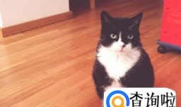 把猫独自留在家里怎么办