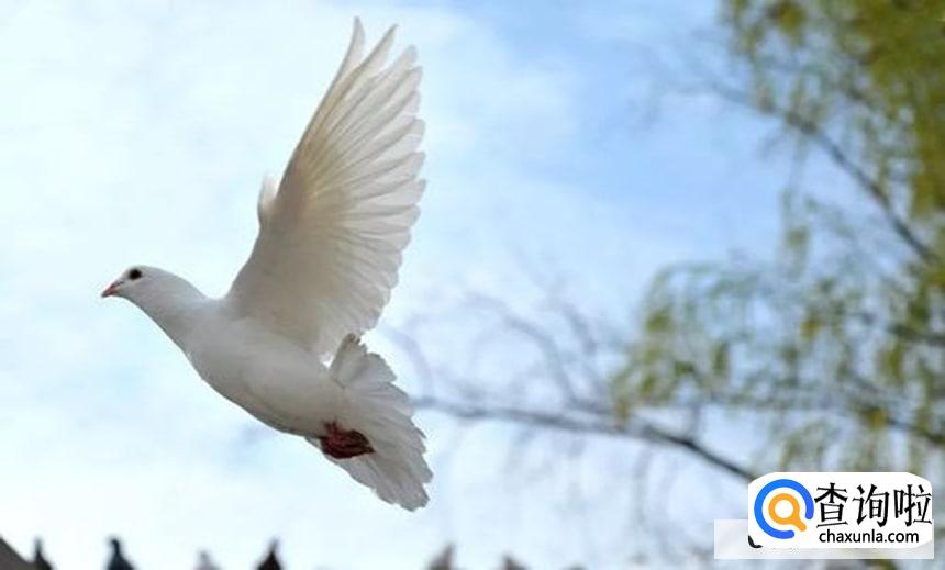 如何养鸽子它不飞走