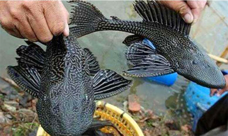 清道夫鱼能吃吗