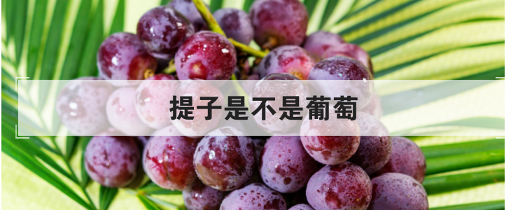 提子是不是葡萄