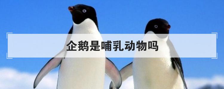 企鹅是哺乳动物吗