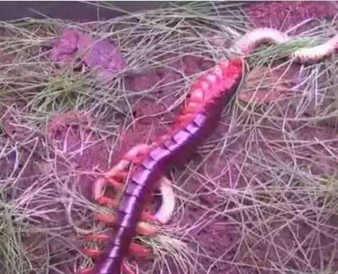 世界上最大的蜈蚣