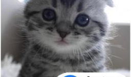 给猫咪最快解决便秘的方法大集合（猫友分享）