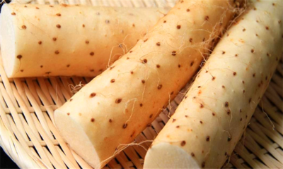 正宗五宝茶是哪五宝