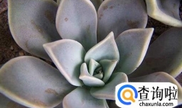 哪八种花越不浇水长得越好