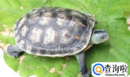 乌龟有哪些品种,乌龟可以放在一起养吗
