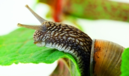 inches是什么意思