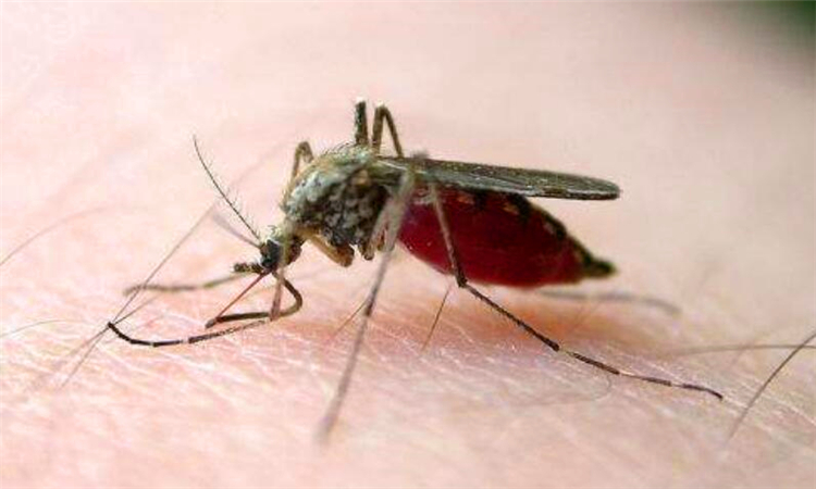 怎么让蚊子不咬自己