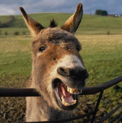 为什么驴那么犟