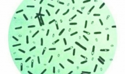 让你对肉毒杆菌说不的8个理由