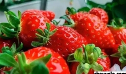 保存草莓的方法