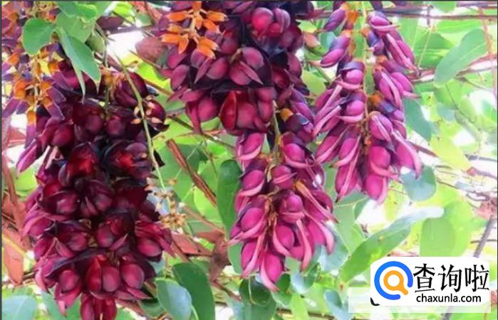 禾雀花种子种植方法