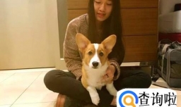 带宠物狗旅游要考虑哪些事情？