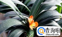 怎样让君子兰一年开两次花！