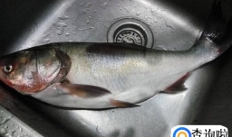 麻辣鲢鱼的做法