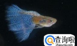 如何养好孔雀鱼