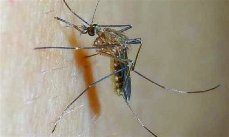 怎么让蚊子不咬自己