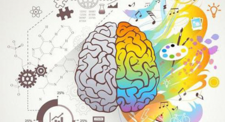 左脑右脑分别控制什么