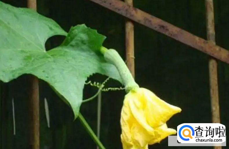 丝瓜种子怎么种才发芽快