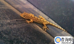 壁虎主要分布在哪些地方