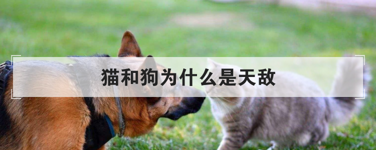 猫和狗为什么是天敌