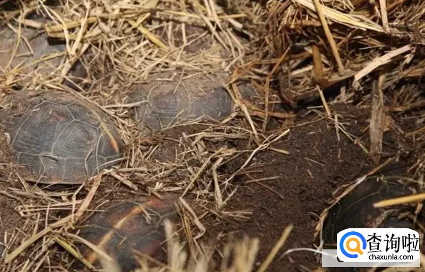 乌龟冬眠需要吃东西吗