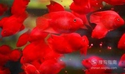 迷你鹦鹉鱼怎么分公母