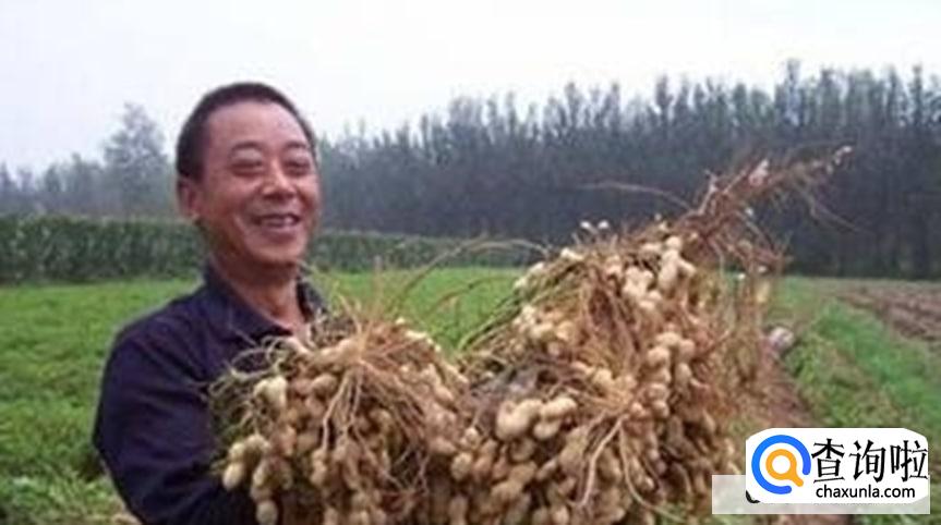 花生高产有哪些施肥技巧