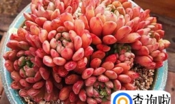 红宝石多肉怎么繁殖