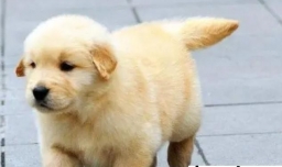 买了金毛要怎么做