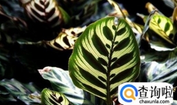 孔雀竹芋叶子卷边怎么办