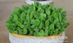 如何将熊童子养成熊树林