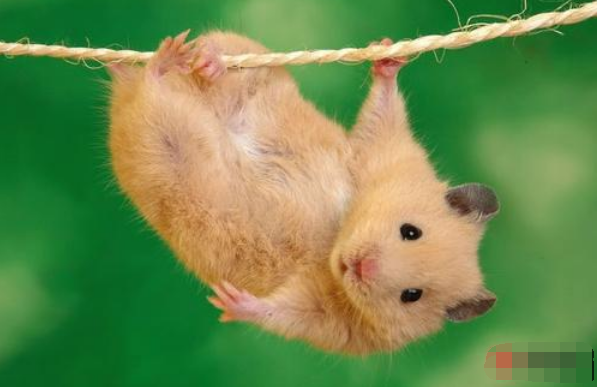 84年属什么生肖