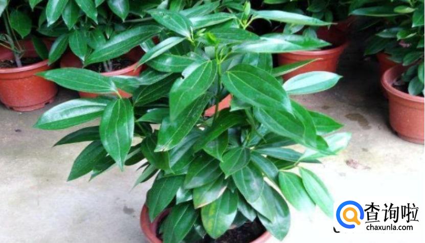 平安树怎么养殖