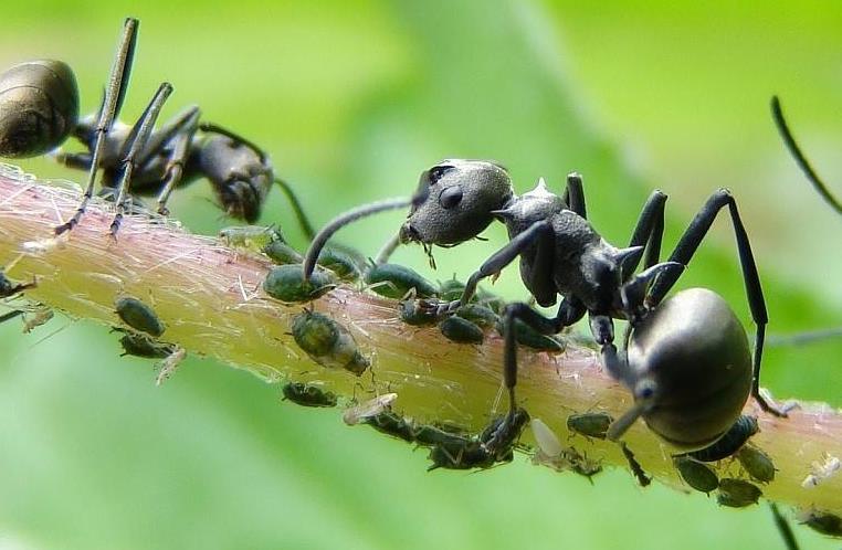 为什么蚜虫多的地方妈蚁也多