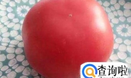 怎样保存西红柿