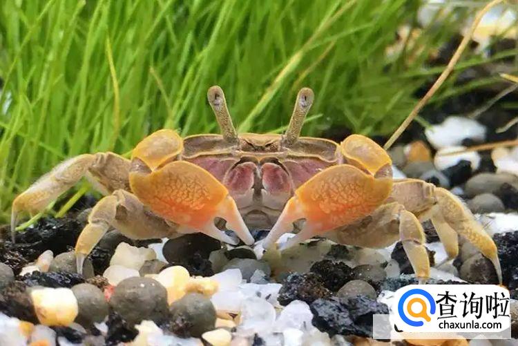 如何饲养宠物螃蟹?