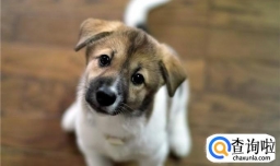 训练狗狗：如何正确使用狗狗牵引绳、项圈和胸背